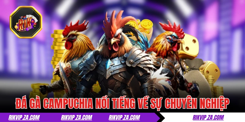 Đá gà Campuchia từ lâu cực nổi tiếng về độ chuyên nghiệp
