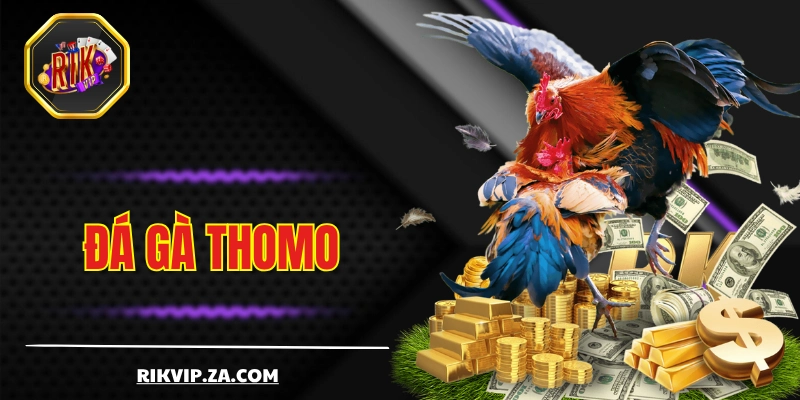 Đá Gà Thomo - Chuẩn Mực Của Giới Chọi Kê Chuyên Nghiệp